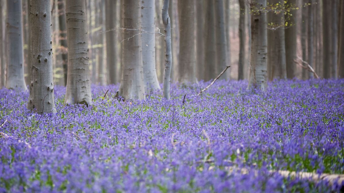 FOTO: Magický modrý les v Belgii je jako z pohádky